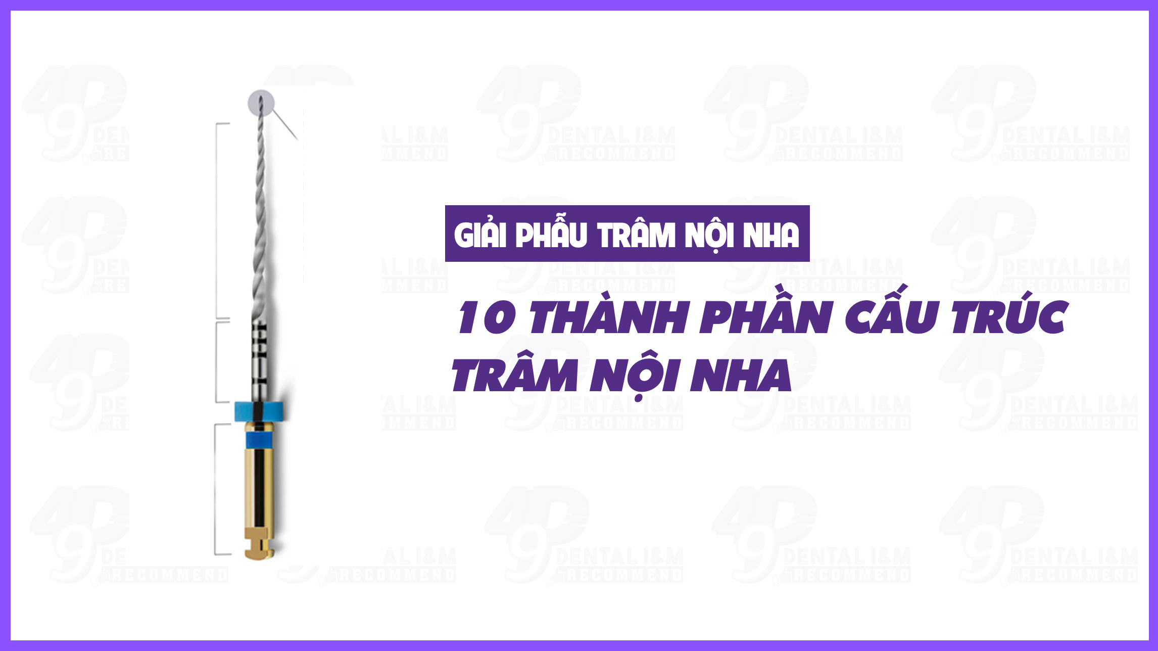 Giải phẫu trâm nội nha: 10 cấu trúc thành phần trâm nội nha