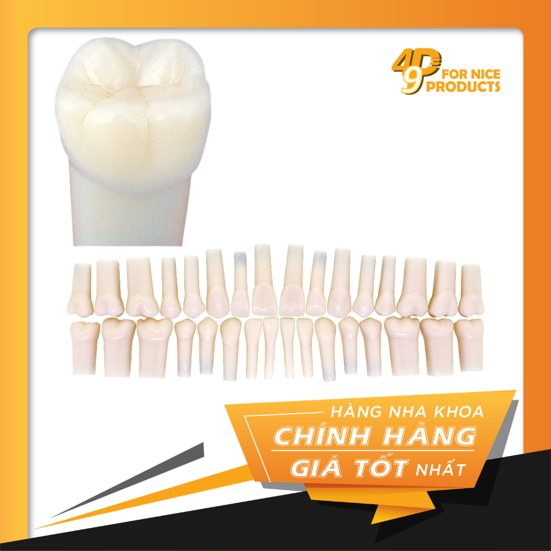 Răng nhựa vĩnh viễn thực hành cao cấp Nissin